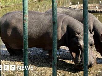 Egypt zoo overhaul plan raises animal welfare fears