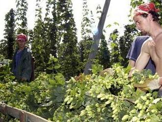 České pivo kvůli změnám počasí  hořkne. Budoucností jsou nové odrůdy