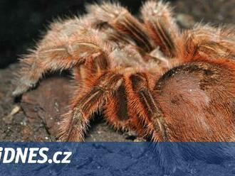 Tarantule způsobila automobilovou nehodu v kalifornském Údolí smrti