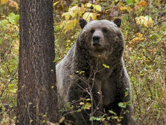 V blízkosti obydlí v Ružomberku sa opäť pohyboval medveď, rieši to zásahový tím