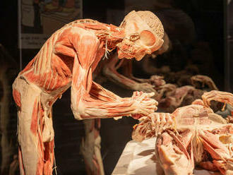 Hygienici uložia organizátorovi výstavy Body Worlds pokutu za porušenie zákona