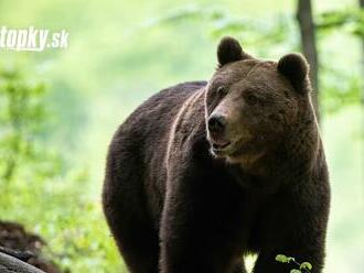 Obyvatelia v strachu! FOTO Po sídlisku sa v noci pohyboval medveď: Situáciu monitorujú