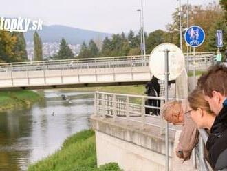 Centrum Nitry obsadili nečakané zvery: Odborníci varujú, ľudia, toto s nimi v žiadnom prípade nerobte!