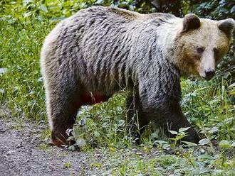 Desivé predpovede: Hrozí, že medvede nebudú v zime hibernovať? Rozhoduje jediná vec!