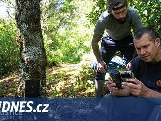 Vorvaně zabíjeli čtyři hodiny, šokovalo Čecha. Teď chrání zvířata v Kostarice