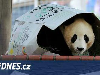 Byla to drahá zábava, soulož ani umělé oplodňování nepomohly. Pandy se vrací