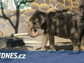 Pošla nejsmutnější slonice na světě. Téměř celý život strávila v zoo sama