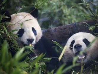 Berlínska zoo poslala do Číny dve pandy narodené v Nemecku. Ich cestu oddialila pandémia