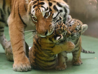 Mezi zvířaty v olomoucké zoo jsou nenasytní jedlíci i vybíraví labužníci