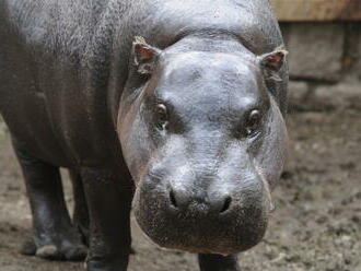 V olomoucké zoo uhynula 36letá samice hrošíka, osiřelý pavilon asi čeká demolice