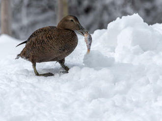 Zoo Brno nově chová i největší masožravé kachny severní polokoule