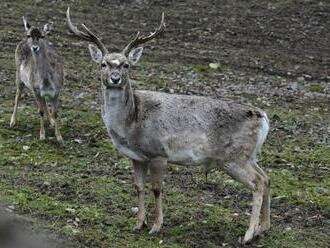 Olomoucká zoo získala z Francie samici vzácného daňka mezopotámského