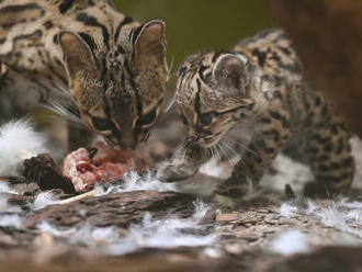 Jihlavská zoo pořídí nové druhy, akce zdržují peníze blokované ve Sberbank