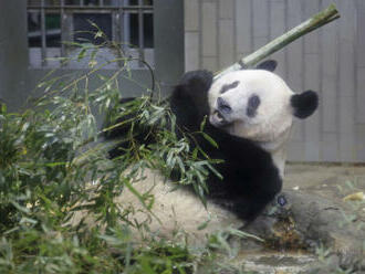 Lidmi milovaná panda Siang Siang odletěla z Japonska do Číny