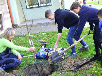 Nadace ČEZ vyhlašuje grant na výsadbu stromů, o podporu až 150 tisíc korun můžou žádat i hasiči