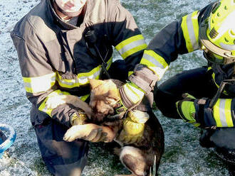 Tříměsíční štěně, zaklíněné v roxorech, nemůže ven, dusí se. Takové oznámení přijali hasiči z…