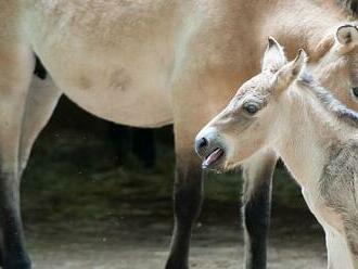 Nejen spadané stromy. Silný vítr si vyžádal život hříběte v ZOO, uzavřeli ji