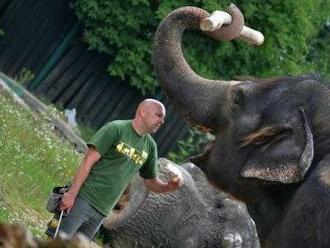 Záložák roky pečoval o slony v zoo. Strávil jsem s nimi nejlepší Vánoce, vypráví