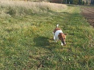 Zvracel krev, popsal chovatel. Lidé v Boskovicích mají obavu z traviče psů