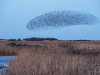 Swarm learning