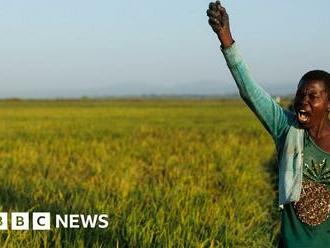 Kenyan rice farmers battle quelea birds in Kisumu