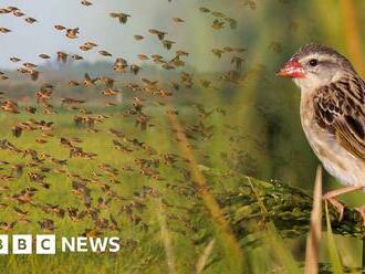 Kenya quelea birds: How farmers a trying to protect their rice crop