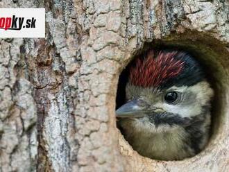 Ďateľ si z rodinného domu spravil zásobáreň: Neuveríte, čo tam naniesol, vyše 300 kg tohto