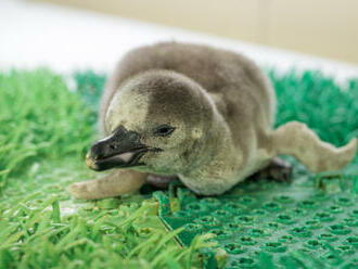 V pražské zoo se vylíhlo další mládě tučňáka Humboldtova