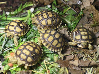 Ve zlínské zoo se vylíhly rekordní dvě desítky mláďat želvy ostruhaté