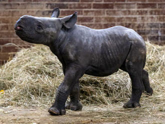 Mládě vzácného nosorožce v zoo Dvůr dobře prospívá, přibírá kilogram denně