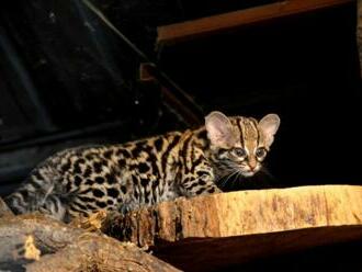 Zoo Brno má nové mláďata, narodila se kočkovitá šelma margay či takin