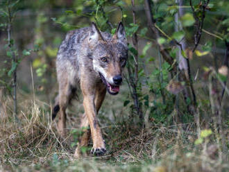 Na Českomoravské vrchovině se pohybuje vlk, v posledních měsících podruhé