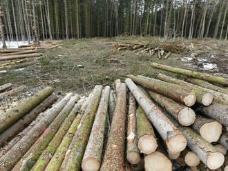 Starosta obce postavil za peníze z EU chodník v korunách stromů, které pokáceli