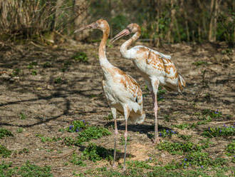 Pražská zoologická zahrada má nově nejohroženější jeřáby na světě