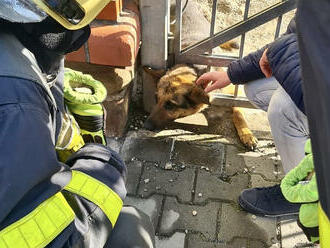 Hasiči v Ostravě zachránili fenku Kery, na plot použili hydraulické nůžky