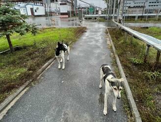 Psi žijící v okolí černobylské elektrárny mají genetické odlišnosti