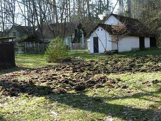 Divoká prasata na Třeboňsku ničí pozemky i ploty. Bránit se je nemožné