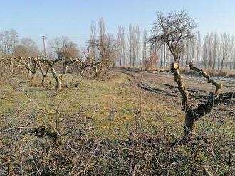 Ovocnáři nad propastí. Drtí je polský dovoz jablek, desetina stromů půjde k zemi