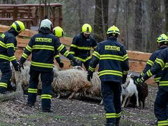 VIDEO: Ostravská zoo v obležení hasičů. Takto vypadá evakuace zvířat v praxi