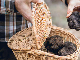 Lanýže míří na české plantáže. Rozjet s drahými houbami byznys bude snadnější