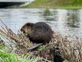 Bobor v Hrone je HITOM internetu: Postaví bývanie skôr ako Kollár, bavia sa ľudia, FOTO