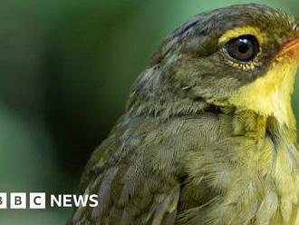 Dusky tetraka: Joy as bird feared extinct spotted in Madagascar