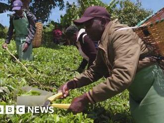 Scottish court won't understand Kenyan culture - tea firm