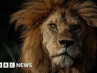 Bob Junior: Lion who was 'king' of the Serengeti killed by rivals