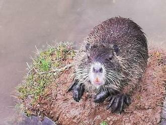 Premnožené nutrie útočia na ľudí. Niektorých fascinujú, iných dráždia