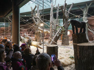 Pražská zoo plánuje zdražení vstupného, elektronicky bude nižší