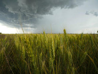 Slovensko zjistilo zbytky pesticidů v ukrajinském obilí, pozastavilo zpracování