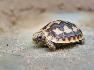 V Safari Parku Dvůr Králové se vylíhla vzácná želva skalní