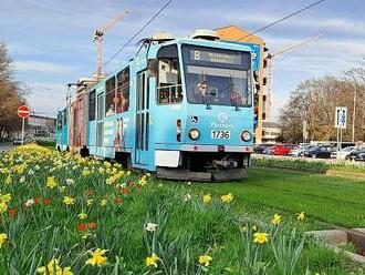 OBRAZEM: Soupravy mezi květinami. V Brně rozkvetl tramvajový pás