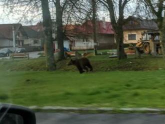 ŠOK v stredoslovenskej obci: MEDVEĎ behal priamo po dedine, FOTO